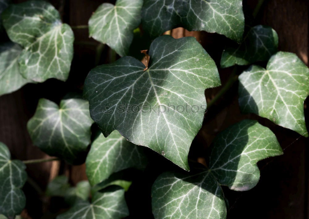 Similar – Image, Stock Photo After the rain Plant Earth