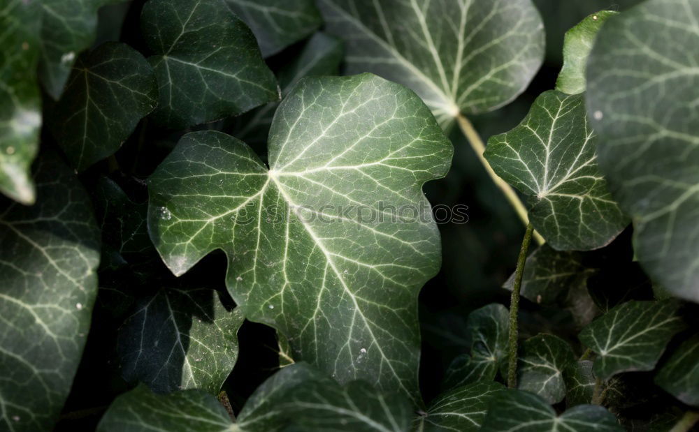 Similar – Image, Stock Photo Tropical jungle leaves with water drops