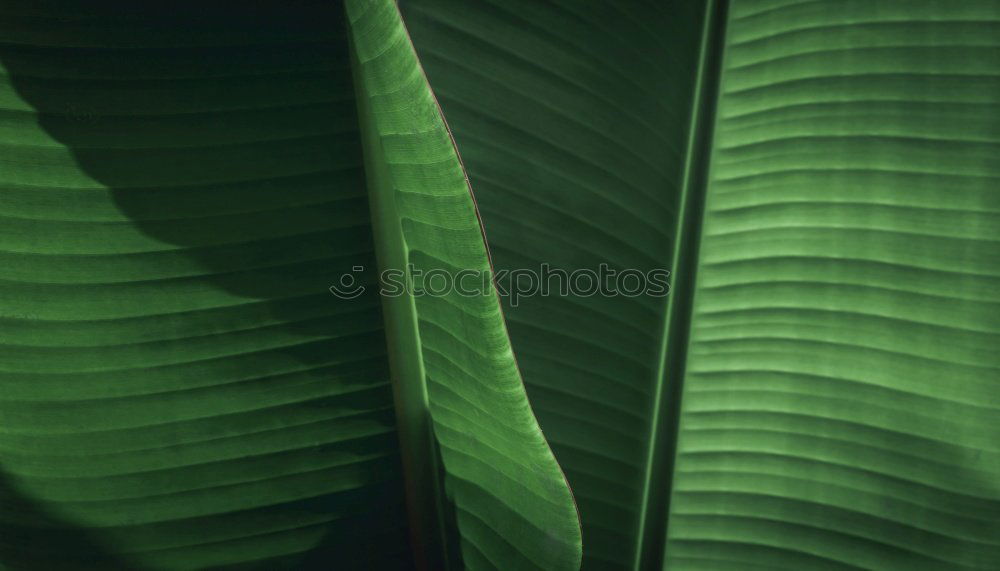 Image, Stock Photo palm fronds Palm frond