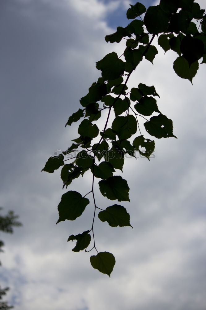 Similar – Image, Stock Photo roof flowers Flower