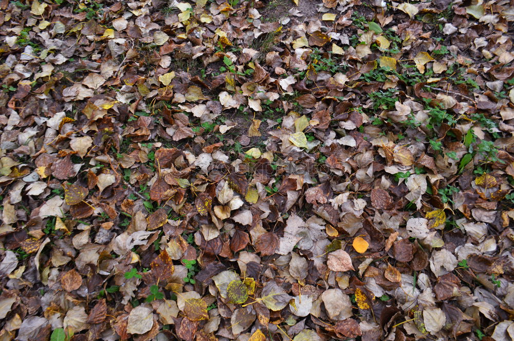 Similar – Image, Stock Photo Rime on leaves Berlin Trip