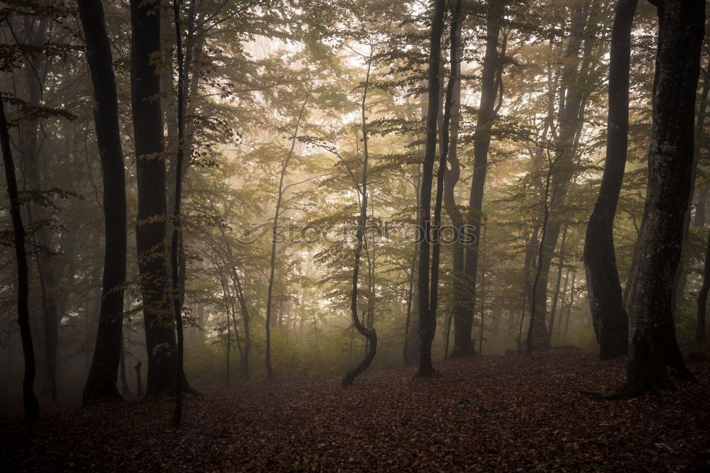 Similar – Image, Stock Photo Forest1 Coniferous trees