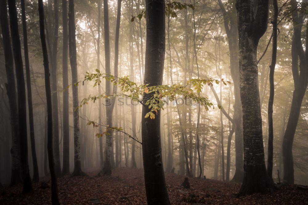 Similar – Image, Stock Photo autumn Environment Nature