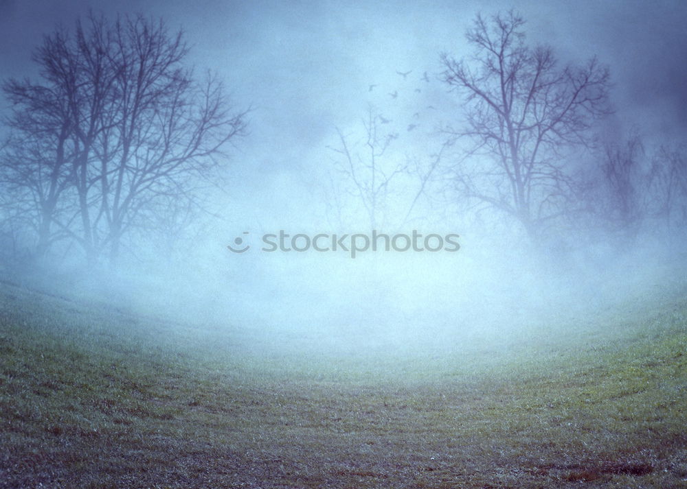 Similar – Image, Stock Photo in the morning Environment