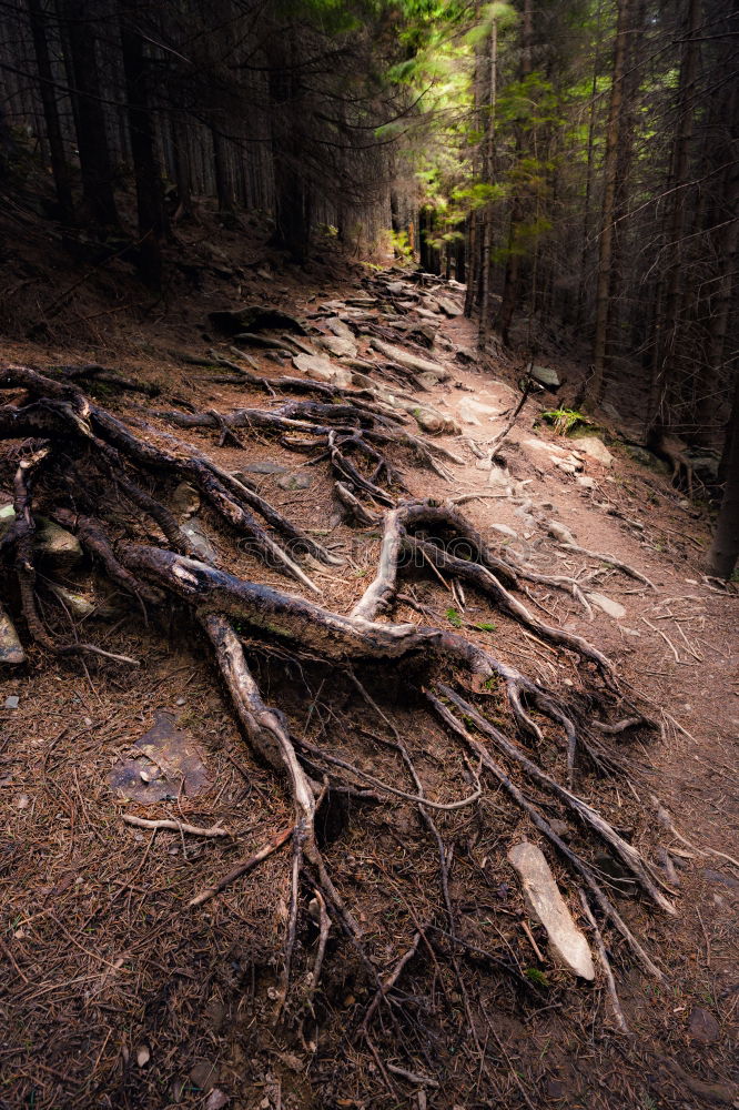 Similar – Foto Bild Forêt-Noire Umwelt Natur