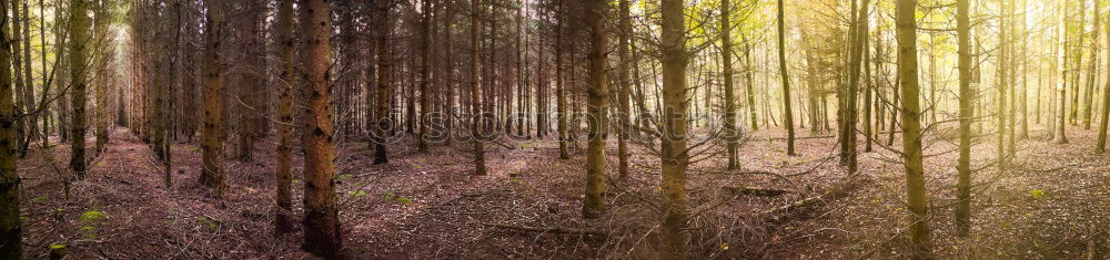 Similar – Image, Stock Photo Jule in the woods.