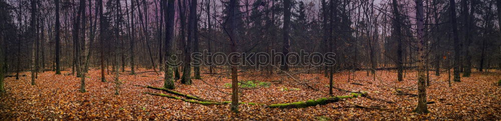 Similar – erste Zeichen Pflanze Baum