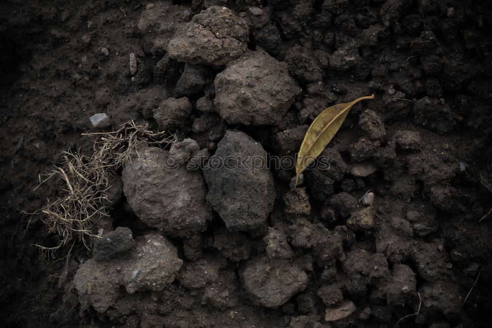 Similar – Planting potatoes