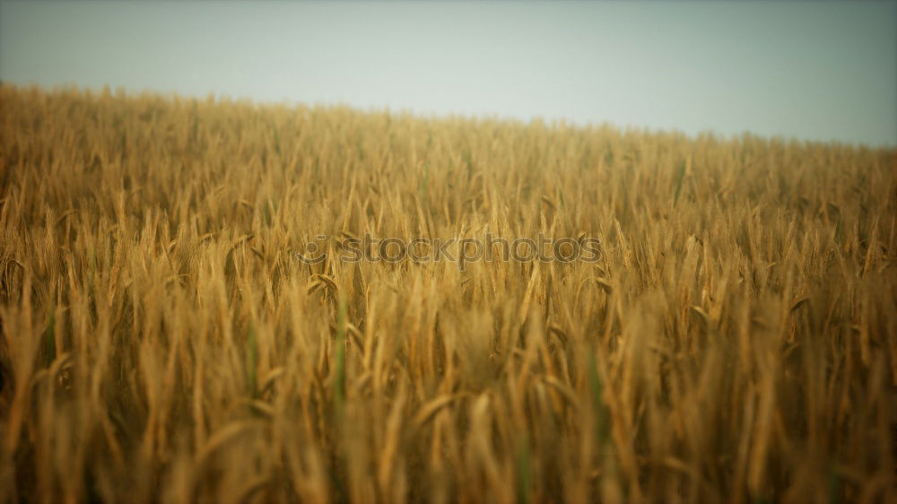 Similar – wheat field Wheatfield