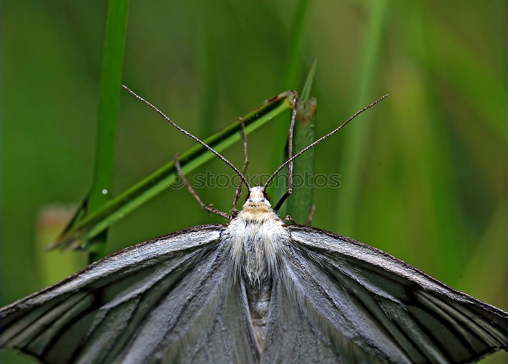 Similar – Image, Stock Photo Grasshopper on a blade of grass