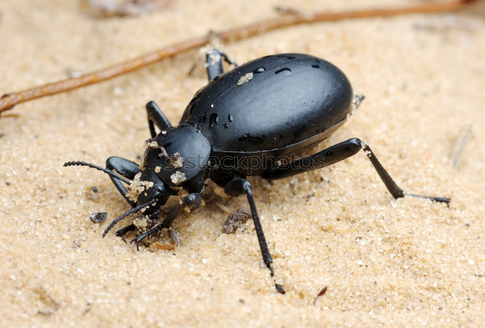 Similar – Image, Stock Photo Forest dung beetle on the move