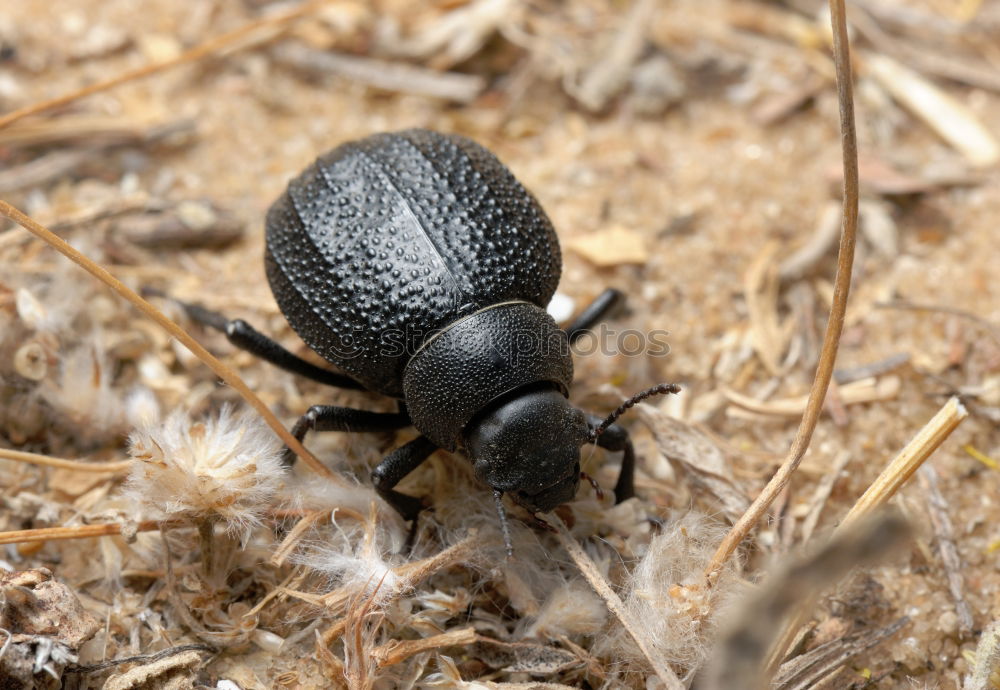 Similar – breakdancing Insect Animal