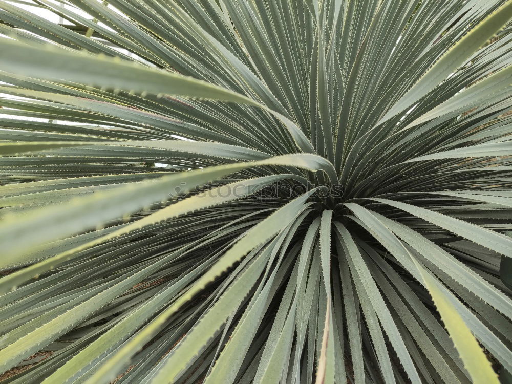 Similar – Foto Bild im botanischen garten