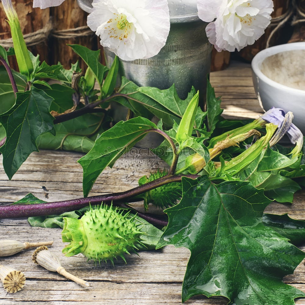 Similar – Image, Stock Photo fresh herbs and flowers in a metal bowl on a wooden table