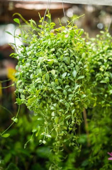 Similar – Image, Stock Photo Green plants in the windowsill