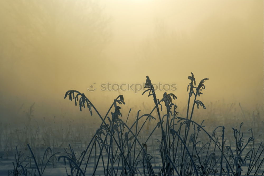 Similar – Fanel 2 Sunset Nature lake