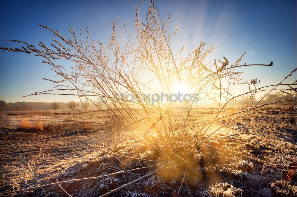 Dauerfrost Baum Feld Wiese