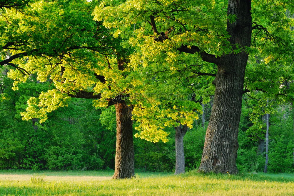 Similar – Frühling. Baum Blume Gras