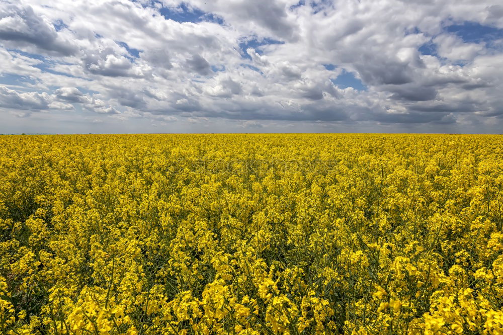 Similar – Yellow Sea Grain