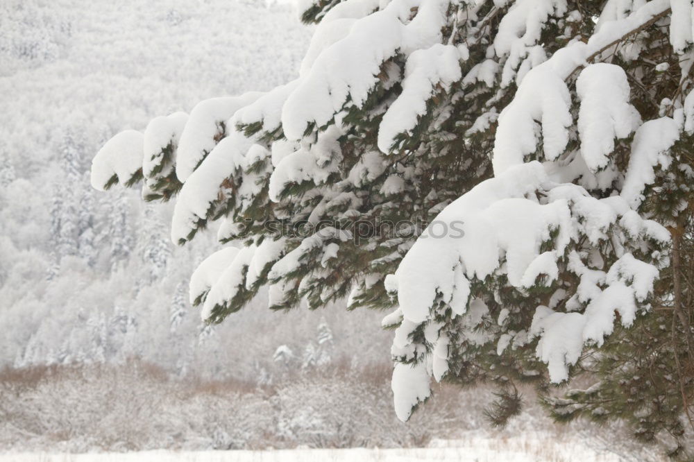 Similar – Image, Stock Photo Woman with blue jacket at the edge of forest during snowfall