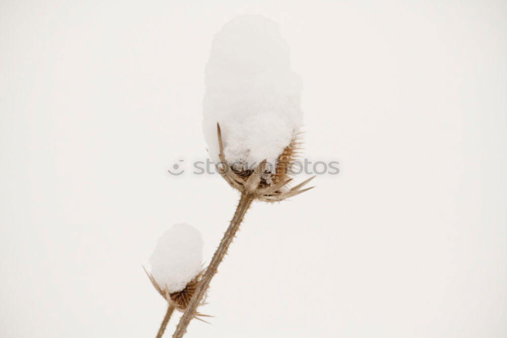 Similar – branch Plant Dry Blossom