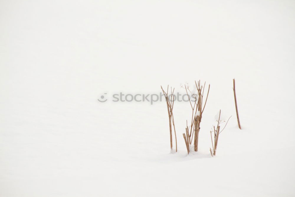 Similar – Weiden Natur Landschaft