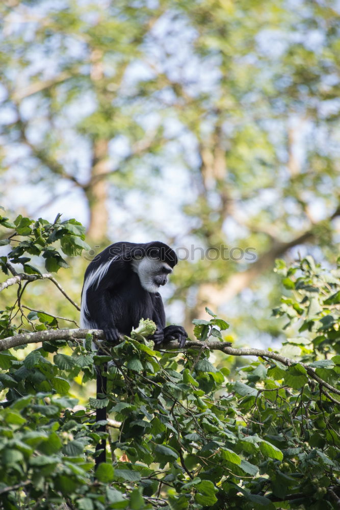 Similar – Image, Stock Photo scene. Nature Spring Tree