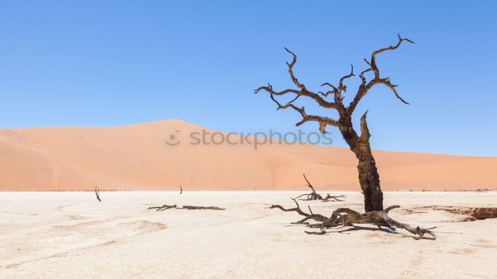 Similar – Dead Vlei Namibia