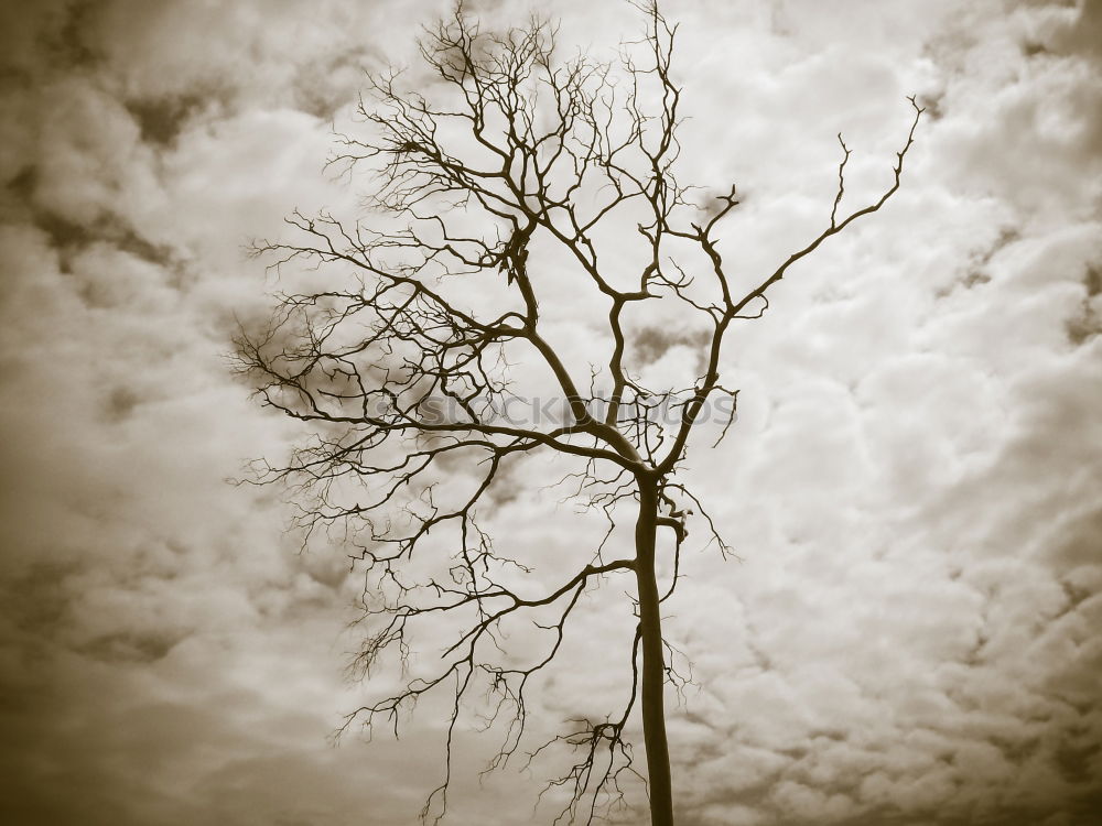 Similar – Image, Stock Photo lonely tree Tree