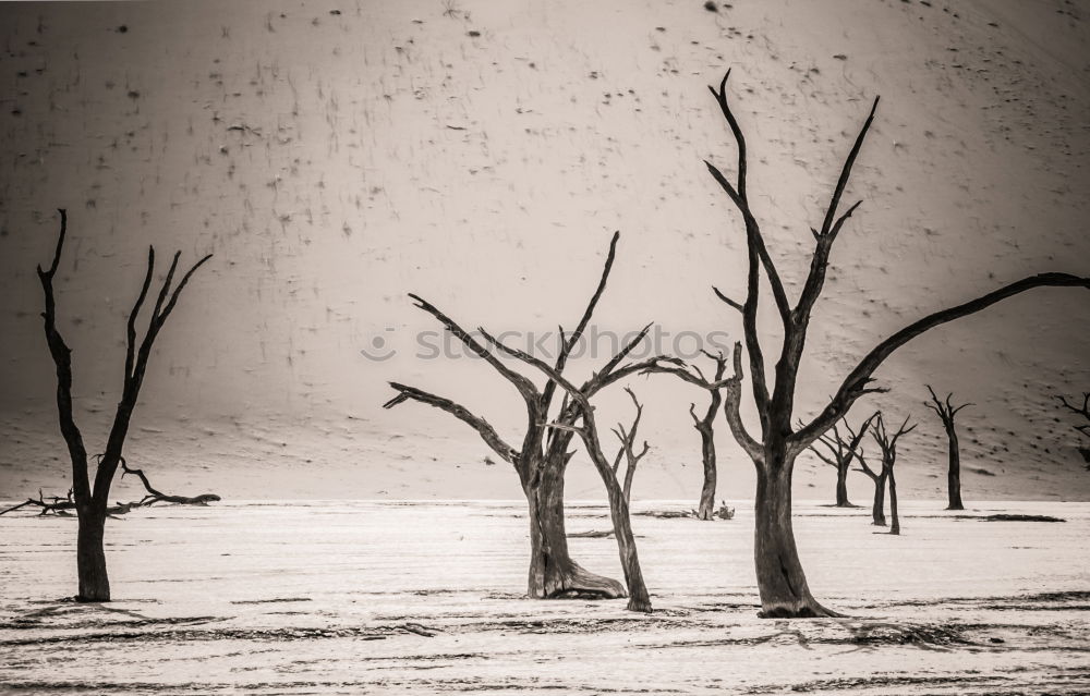 Similar – extinct Desert Tree Death