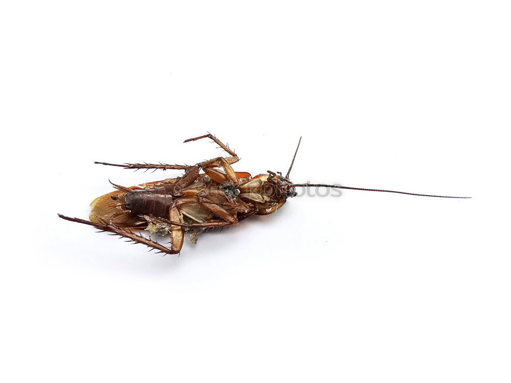 Similar – Image, Stock Photo la cucaracha 2