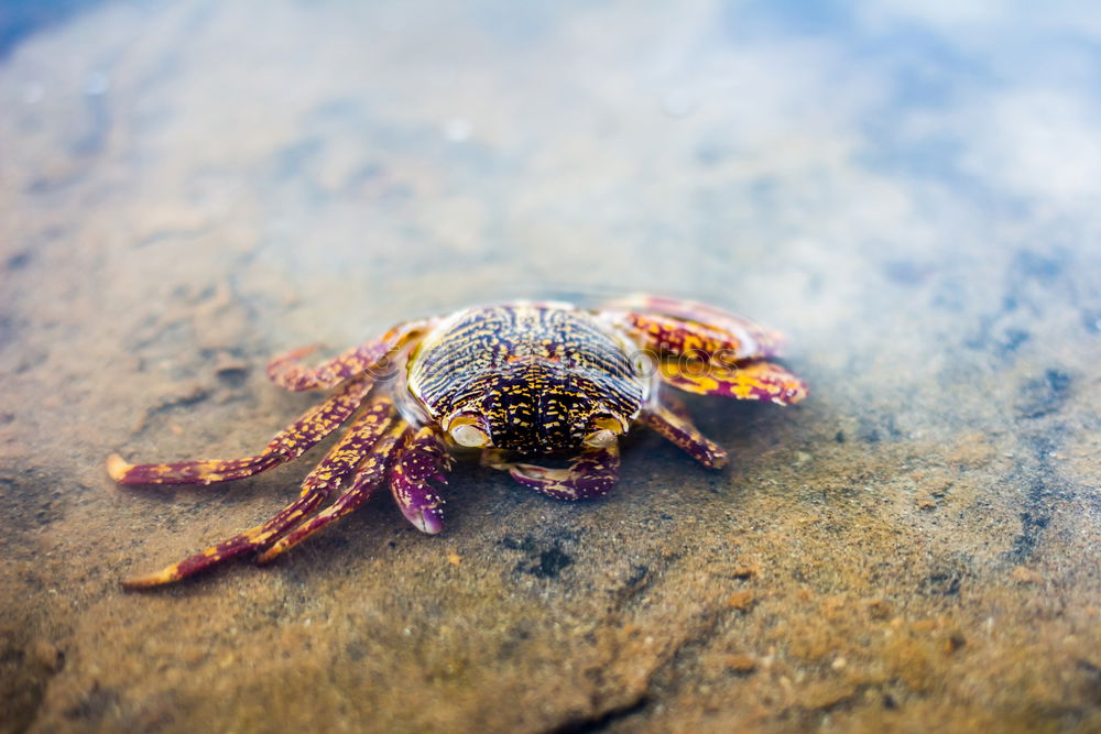 Similar – Crop hand with crayfish