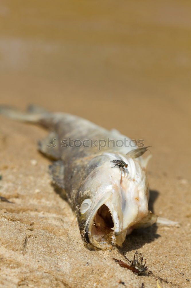 Similar – Image, Stock Photo Cod filleting in Alt Sushi