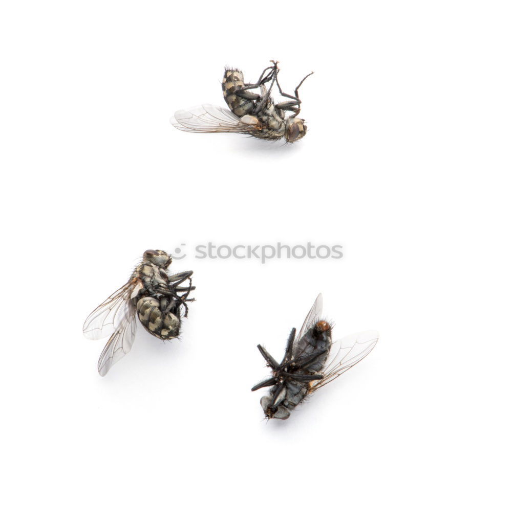 Similar – drunk fly #3 Insect