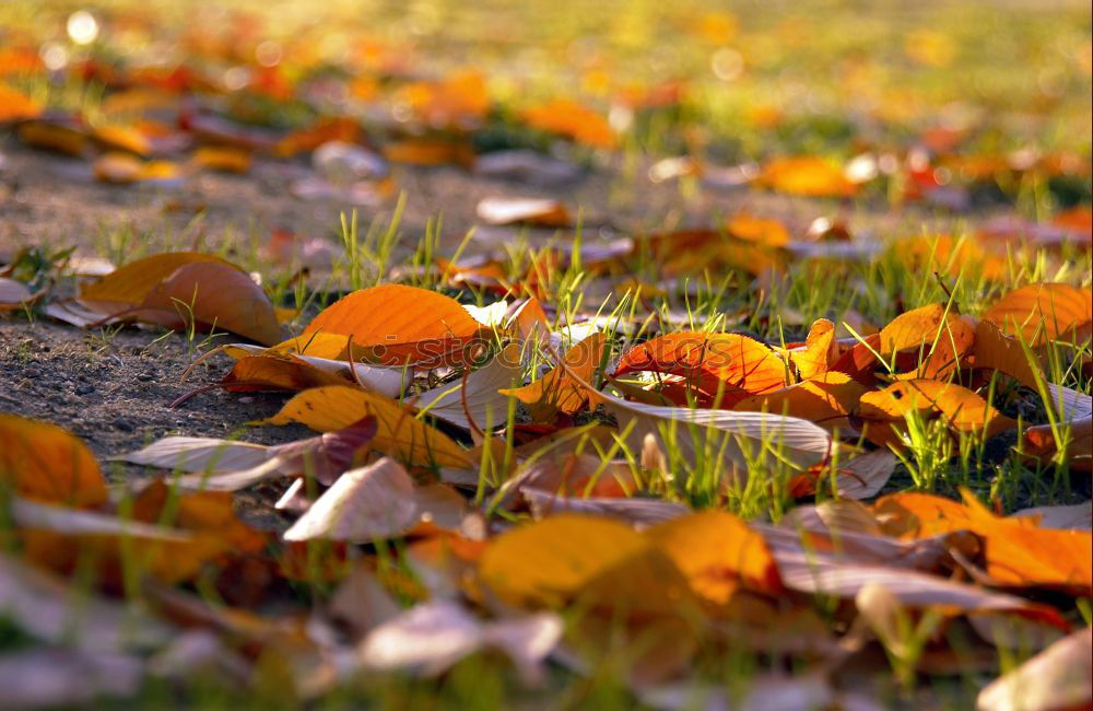 Similar – autumn sun Leaf Light