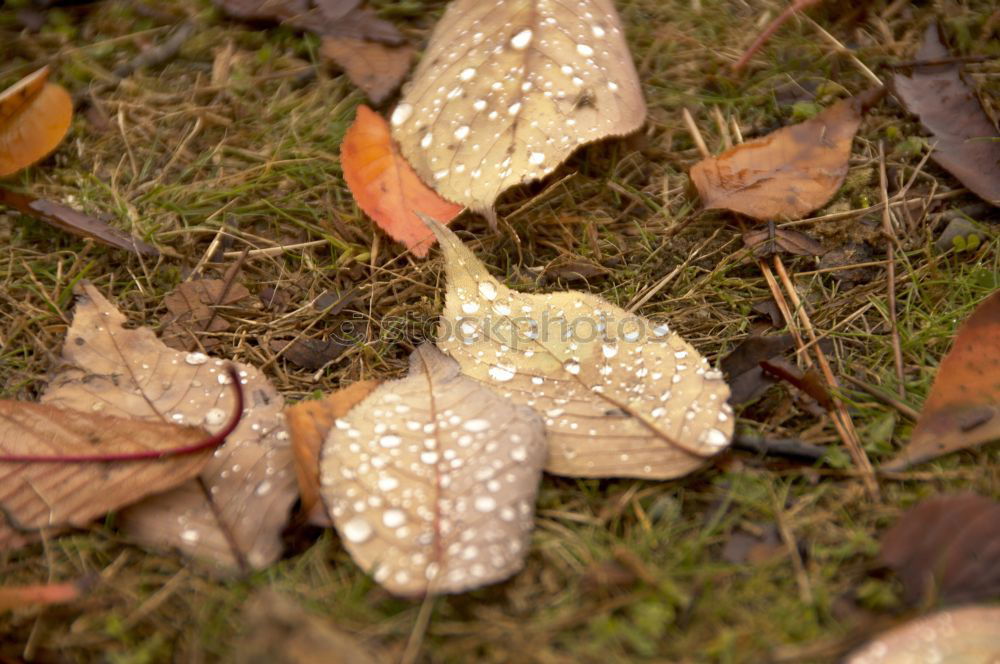 Similar – Image, Stock Photo Dew drops on leaves