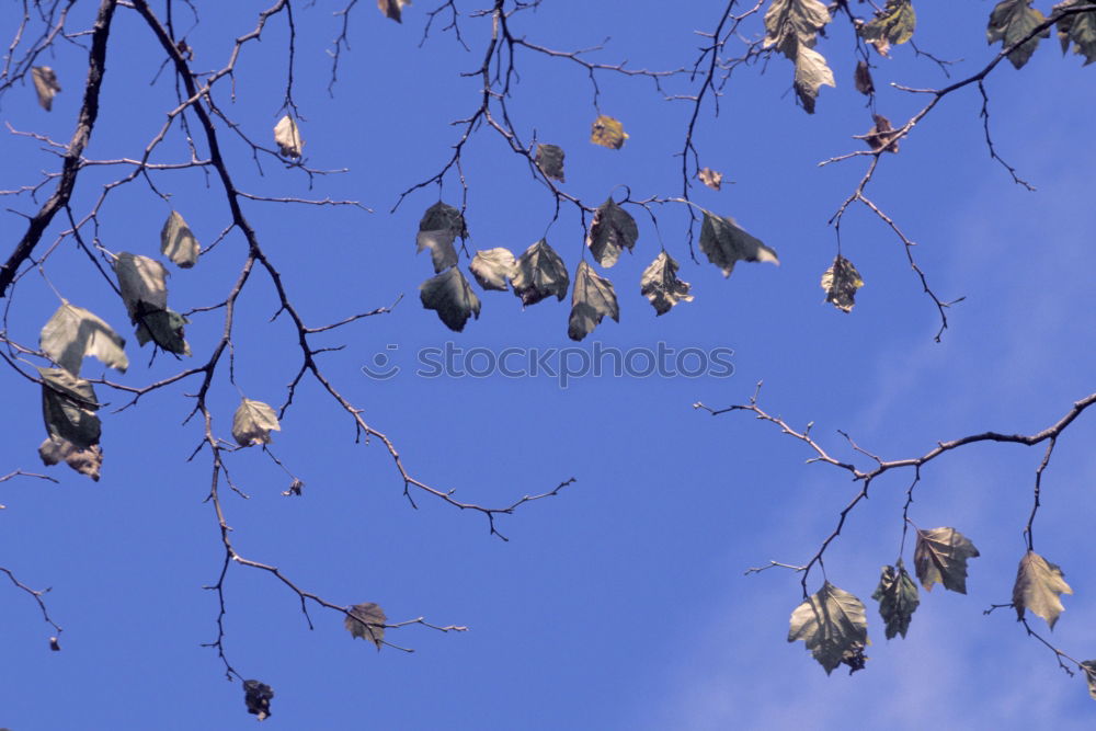 Similar – Branch of a corkscrew hazel bush with hazel catkin in front of a blue sky