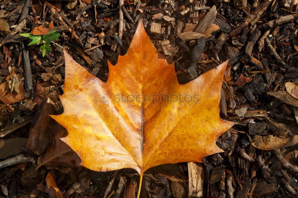 Image, Stock Photo autumn colours Healthy