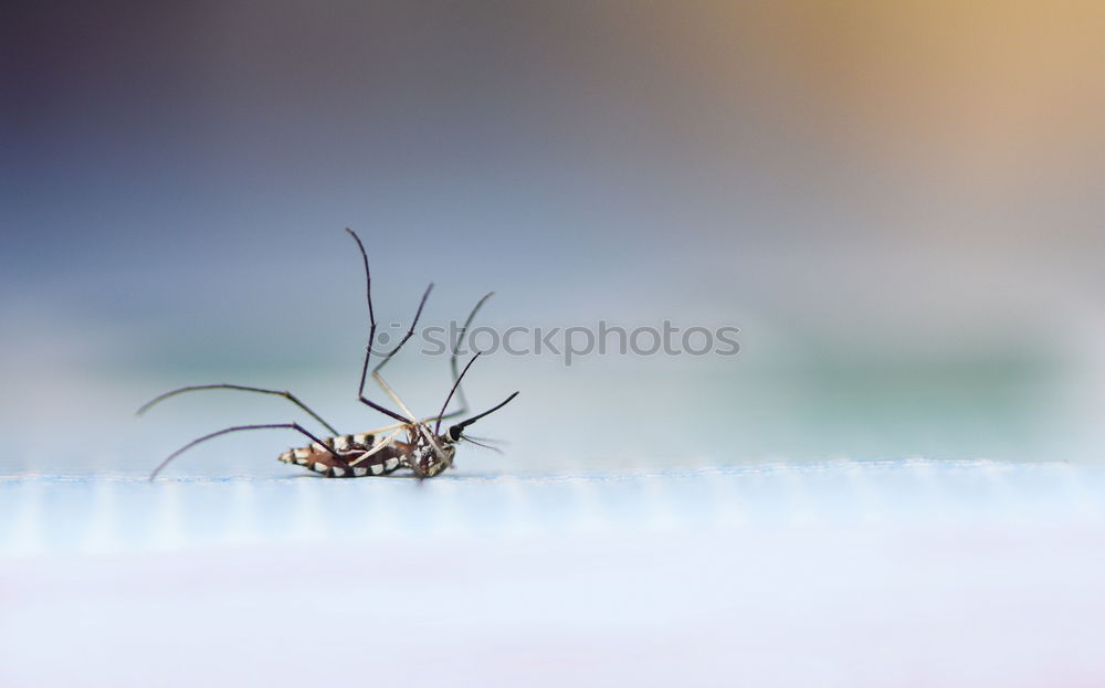 Similar – Image, Stock Photo killed mosquito Mosquitos