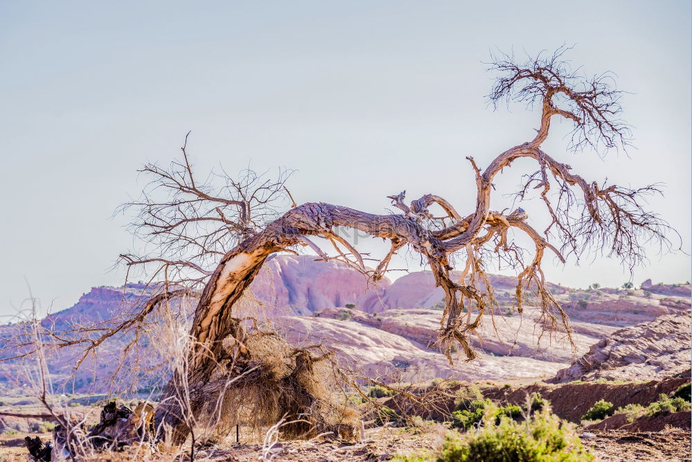 Similar – twisted tree Tree Branch