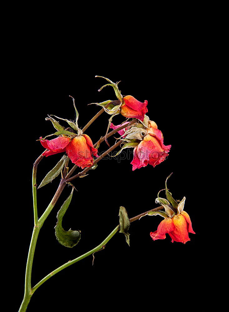 Similar – Image, Stock Photo thematic background