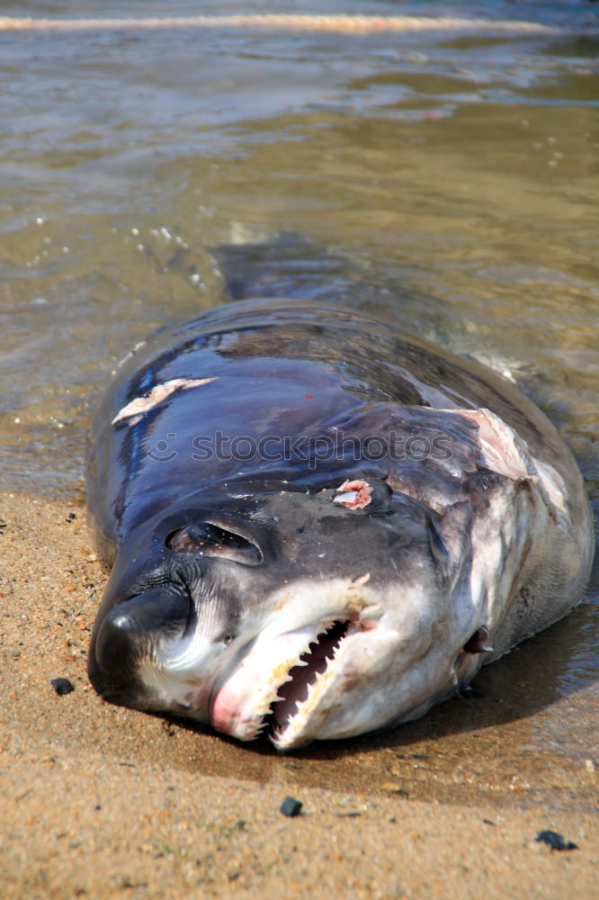 Similar – Image, Stock Photo Saithe fillet in Alt Fish