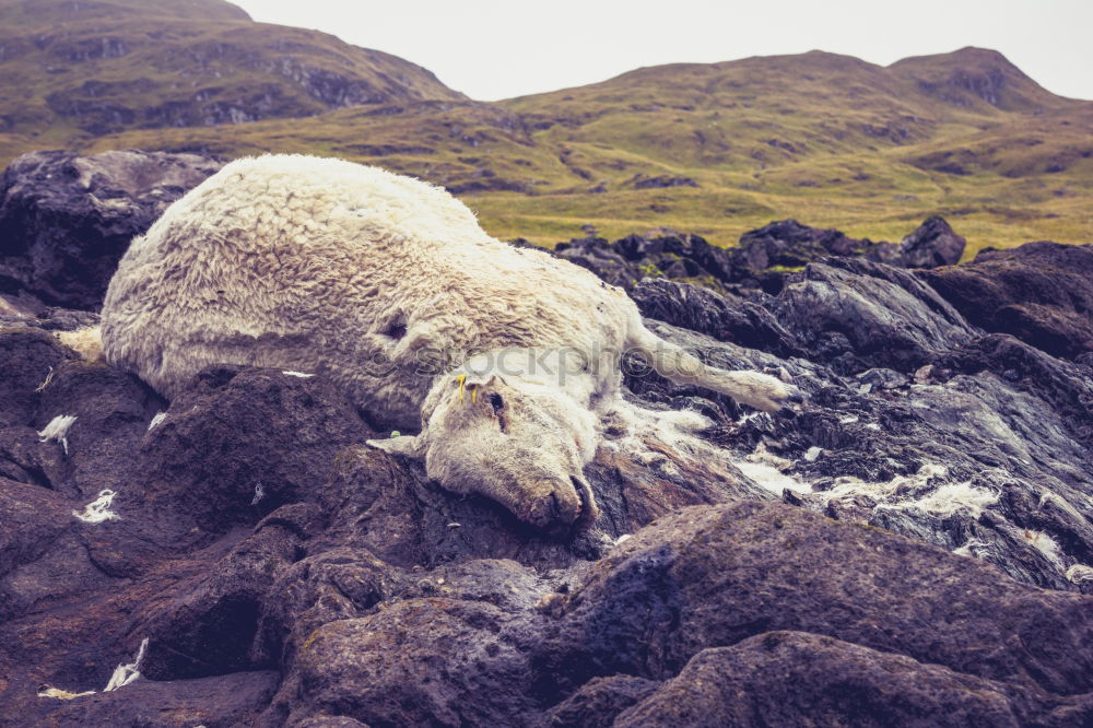 Similar – Mountain sheep Isle Of Skye Scotland