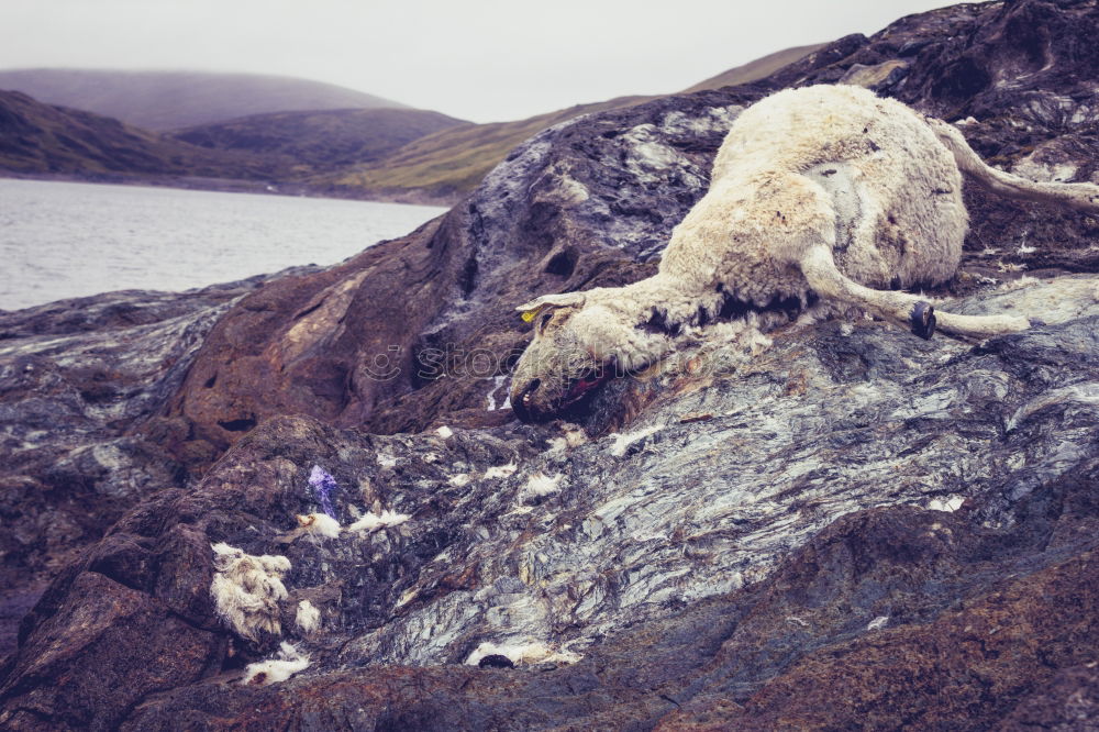 Mountain sheep Isle Of Skye Scotland