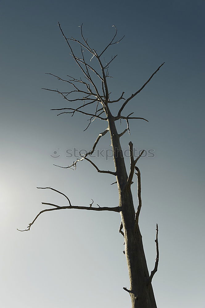 Similar – Image, Stock Photo Frost Winter Branch