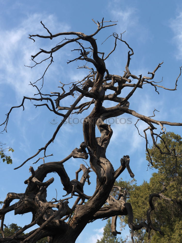 Similar – trunk Tree Plant Clouds