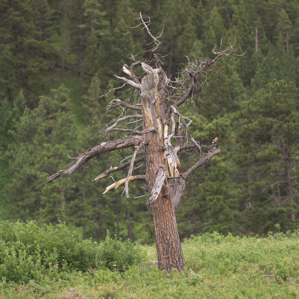 Similar – baumstumpf in der mala fatra