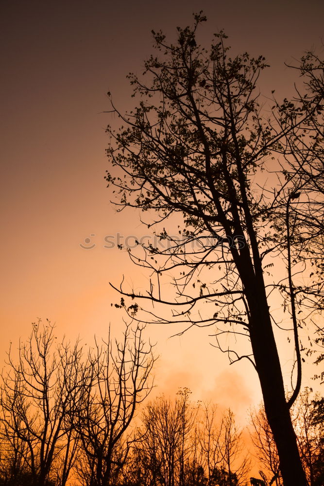 Similar – Einsamer Baum im Winter