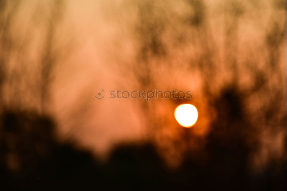 Similar – Image, Stock Photo morning glory Nature Sun