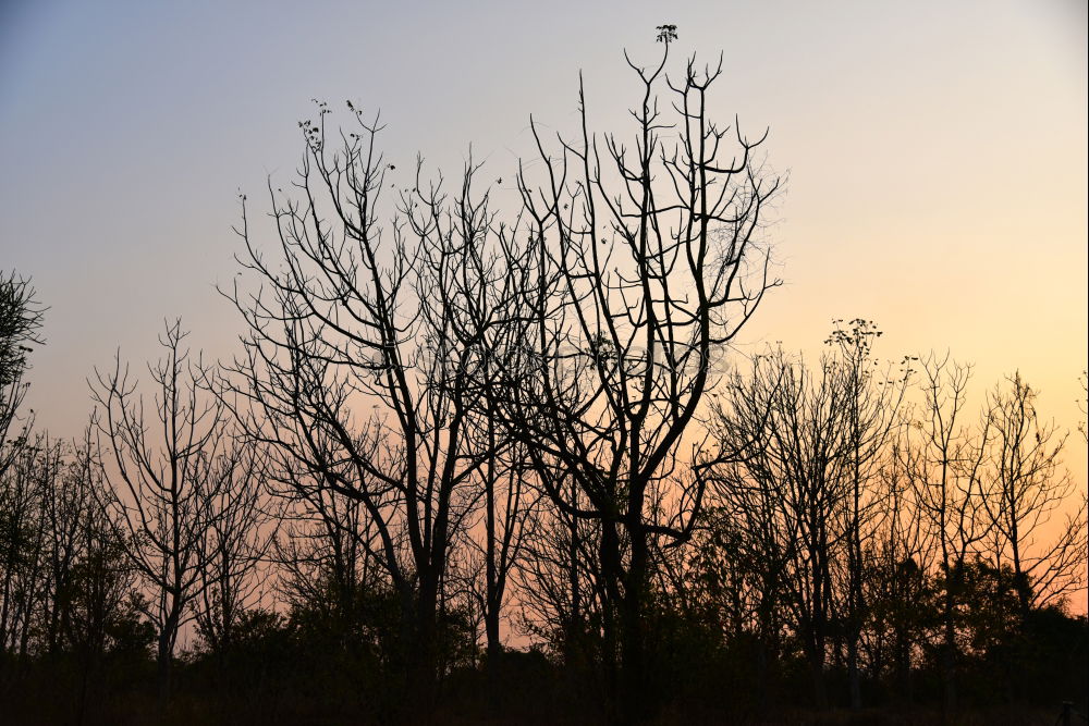 Similar – Image, Stock Photo Eukalyptus Baum Beautiful